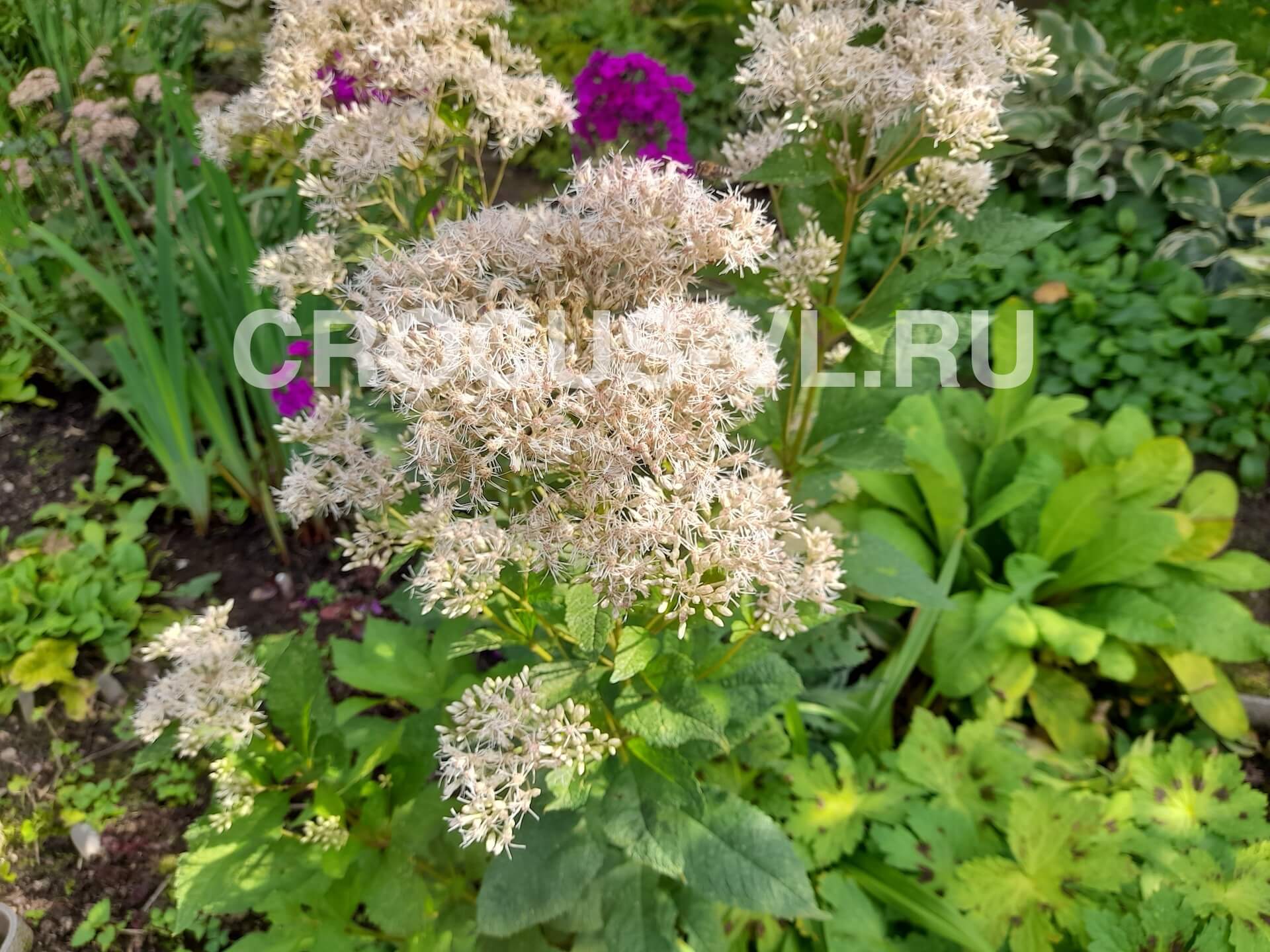 Посконник пятнистый «Snowball»